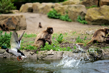 family of ducks and monkey