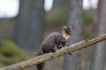 The European pine marten (Martes martes)
