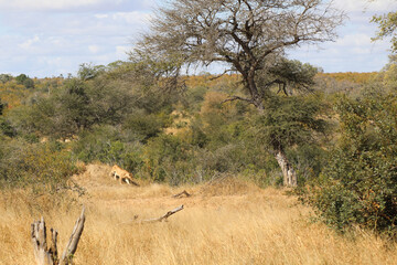 Afrikanischer Löwe / African lion / Panthera Leo.