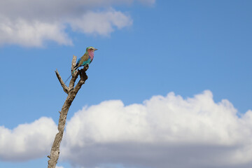 Gabelracke / Lilacbreasted Roller / Coracias caudata
