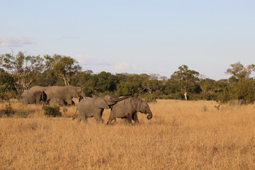 Afrikanischer Elefant / African elephant / Loxodonta africana.