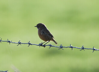 Stonechat perching on the barbed wire with a  blurred green background