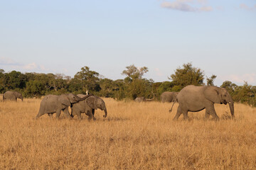 Obraz premium Afrikanischer Elefant / African elephant / Loxodonta africana.