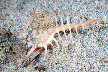 Murex ternispina