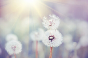 The sun's rays illuminate the delicate fluff on a white fluffy dandelion growing in a meadow. Summer.  Delicate flowers.