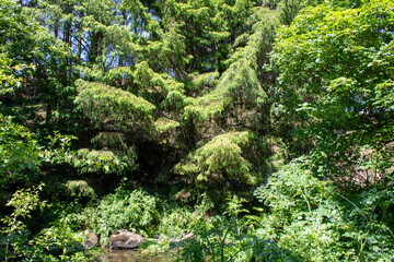 Fototapeta premium Quiet summer stream near the Top of the Rock Pod Páirc and Walking Centre in Drimoleague west Cork Ireland 