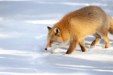 キタキツネ 冬 雪の中 北海道	