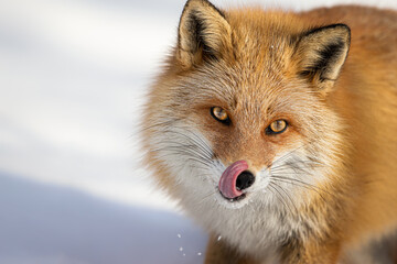 キタキツネ 冬 雪の中 北海道	
