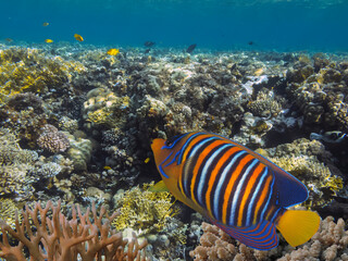 Fototapeta na wymiar Tropical fish and corals. Red Sea