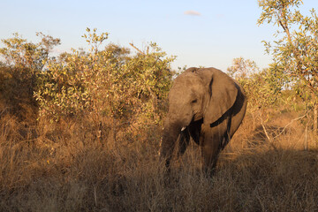 Fototapeta premium Afrikanischer Elefant / African elephant / Loxodonta africana.