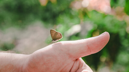 Beauty butterfly on hand with blurred background. Butterfly closeup. Nature. Macro, Butterfly on hand in jungle the beauty of nature