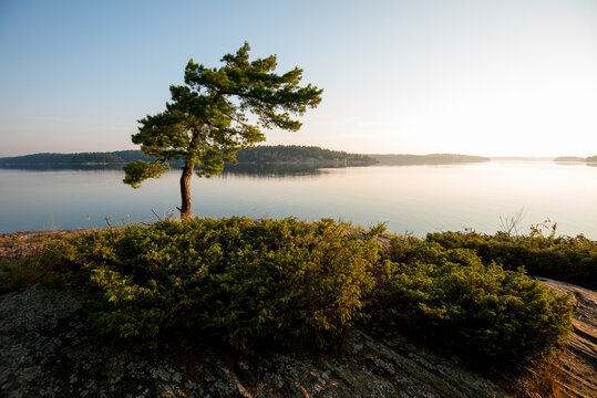 Pine tree surrounded by juniper during sunrise on Georgian Bay Ontario