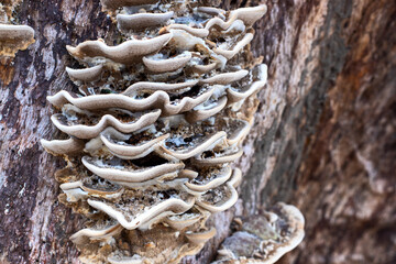 Wooden mushroom on weathered tree trunk closeup photo. Shelf mushroom decay on wooden trunk. Wet autumn forest walk or trekking banner template. Wooden mushroom closeup texture. Polypores colony