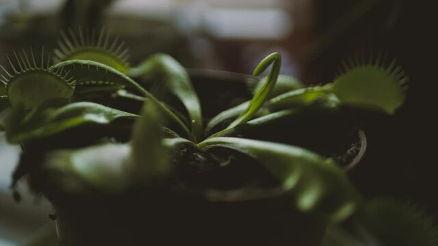 Venus Flytrap Close Up. Plant Feeds on Insect. Dionaea Muscipula
