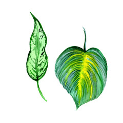 green leaf isolated on white background, exotic leaves, watercolor leaves, leaves, spring,