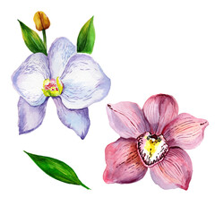 orchid isolated on white