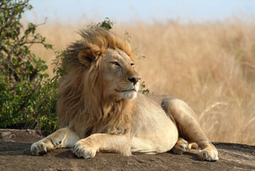 Fototapeta na wymiar Lion relaxes on the rock. Masai Mara, Kenya