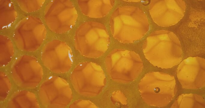 Honey comb macro Honey, apiary. 4K