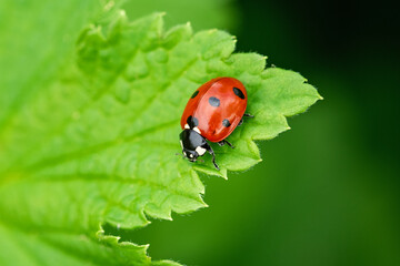 Fototapeta premium Ladybug on a green leaf. Beautiful spring day