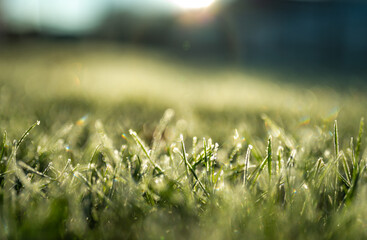 grass in the morning