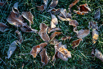 close up of leaves on the ground
