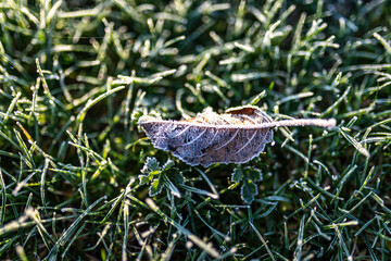 close up of a leaf in the snow