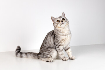 Scottish straight cat tabby on white background
