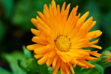 Die pharmazeutisch bedeutsame Ringelblume in der Farbe Orange