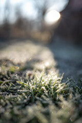 moss on the grass