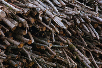 Holzstapel Brennholz Äste Herbst Struktur