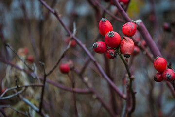 Hagebutten Strauch Rot im Herbst