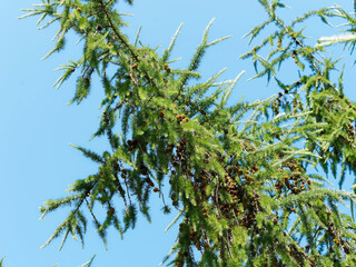 (Larix decidua) European larch with branches covered of green foliage in summer under a beautiful blue sky 