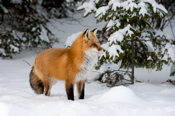 Red Fox with snow covered trees in the background