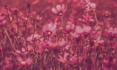 Vintage cosmos flower garden