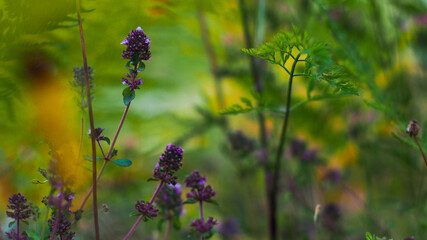 Macro d'une petite plantes aux fleurs mauves, sur un fond verdoyant