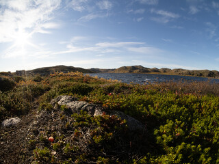 cold and beautiful tundra. Teriberka, Murmansk region, Russia. A lot of berries, a riot of colors. rocks and bright plants. moss . Landscape. Sunny weather, blue sky, wide-angle lens. lakes