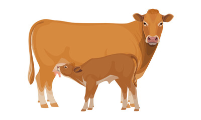 Limousine - The Best Beef Cattle Breeds. Set Bull, Cow, Calf. Farm animals. Vector Illustration.