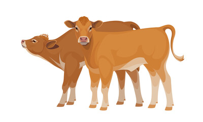 Obraz na płótnie Canvas Limousine - The Best Beef Cattle Breeds. Set Bull, Cow, Calf. Farm animals. Vector Illustration.