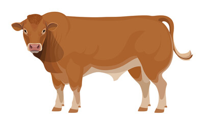 Limousine - The Best Beef Cattle Breeds. Bull - Farm animals. Vector Illustration.