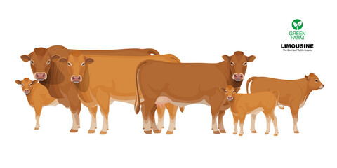 Limousine - The Best Beef Cattle Breeds. Set Bull, Cow, Calf. Farm animals. Vector Illustration.