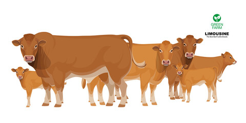 Limousine - The Best Beef Cattle Breeds. Set Bull, Cow, Calf. Farm animals. Vector Illustration.