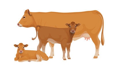 Limousine - The Best Beef Cattle Breeds. Set Bull, Cow, Calf. Farm animals. Vector Illustration.