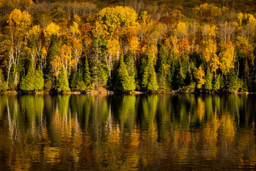 Treeline in autumn