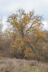 Big yellow tree in a black and white landscape