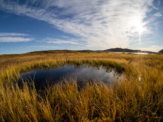 cold and beautiful tundra. Teriberka, Murmansk region, Russia. A lot of berries, a riot of colors. rocks and bright plants. moss . Landscape. Sunny weather, blue sky, wide-angle lens. lakes
