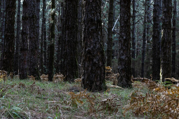 A Forest in Autumn, Tenerife