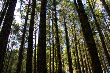 Fototapeta premium Forest with pine trees in spring, view from below, Tenerife
