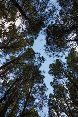 Forest with pine trees in spring, view from below with a blue sky, Tenerife