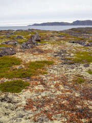 Fototapeta na wymiar cold and beautiful tundra. Teriberka, Murmansk region, Russia. Lots of berries, low grasses and a riot of colors. Arctic ocean, rocks and bright plants. Small multicolored bushes