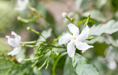 Selective focus on white Gerdenia Crape Jasmine. Beautiful white flowers under natural sunlight. Close up The Gardenia Crape Jasmine flower.